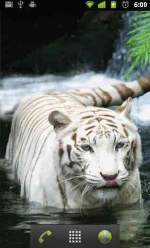 Tigres Blancs LWP 2
