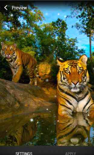 Tigres Fond d'écran Animé 2
