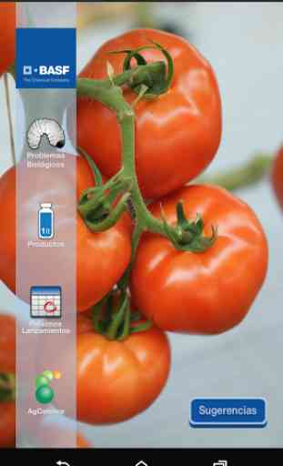 BASF México-Cultivo del Tomate 1