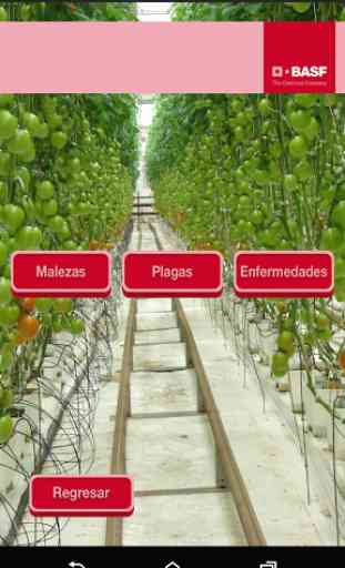 BASF México-Cultivo del Tomate 2