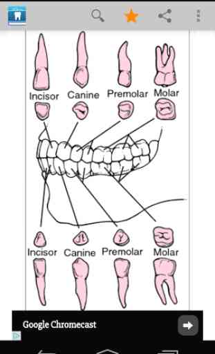 Dental Dictionary by Farlex 2