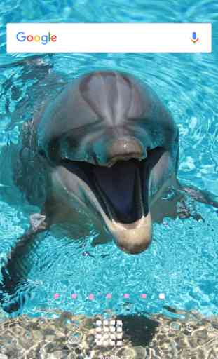 Fonds d'écran dauphins 1