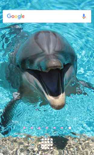 Fonds d'écran dauphins 4