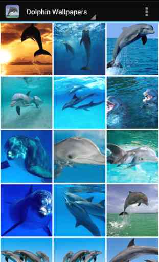 Fonds d'écran dauphins 1