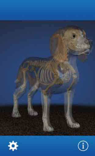 Osteology in Dogs (Free) 1