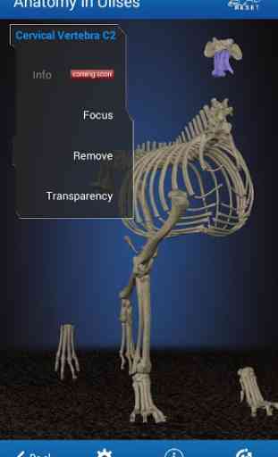 Osteology in Dogs (Free) 3