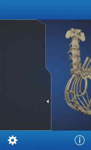 Osteology in Dogs (Free) 4