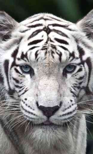 Tigres Blancs LWP 1
