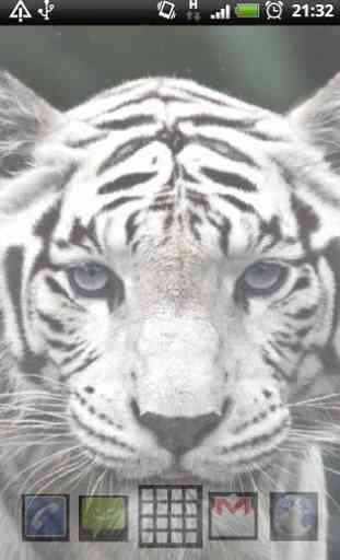 Tigres Blancs LWP 4