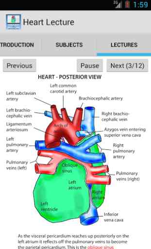 Anatomy Lectures - the heart 1