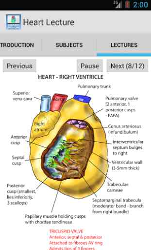 Anatomy Lectures - the heart 2