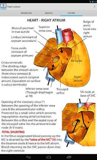 Anatomy Lectures - the heart 3