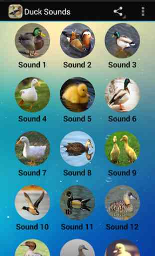 Duck Sounds mp3 1