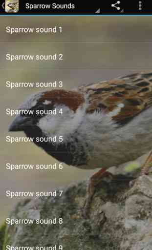 Sparrow Sounds 1
