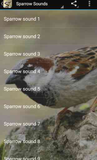 Sparrow Sounds 3