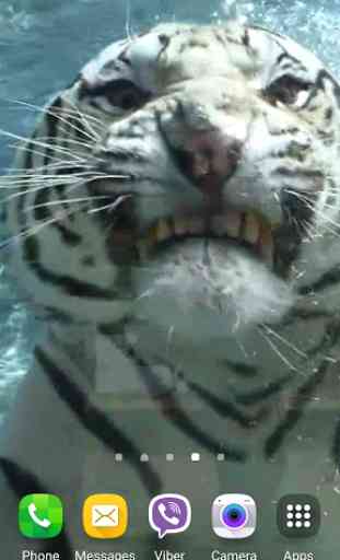 Tiger Vidéo Fond d'écran animé 2