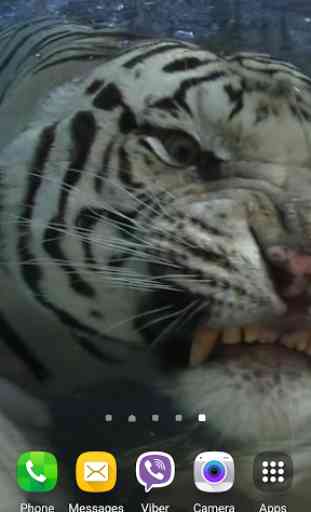 Tiger Vidéo Fond d'écran animé 3