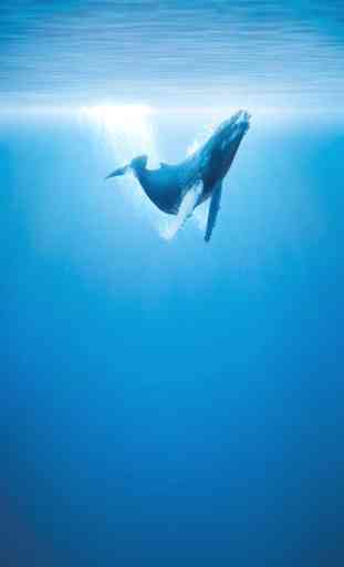 Baleine Fond'Ecran Animé 3