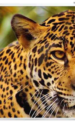 Fonds d'écran jaguar 1