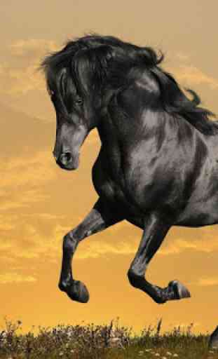 Horse Wallpapers 2