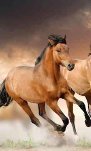 Horse Wallpapers 3