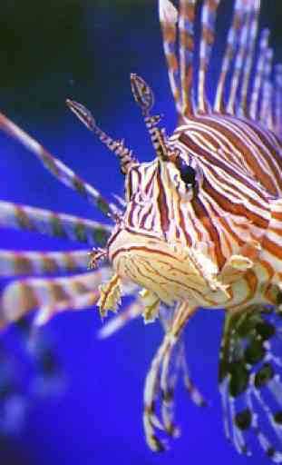 Marine Aquarium Fish Guide 1