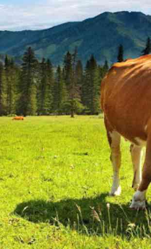 Cow Wallpapers 1