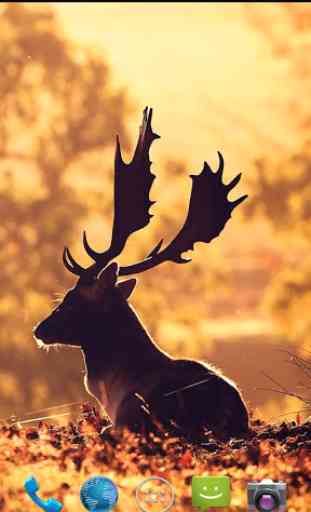 Deer Wallpapers 3