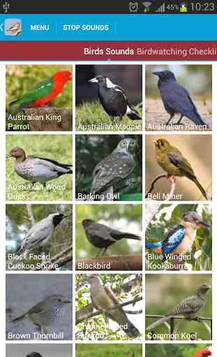 Australian Birds Sounds 2