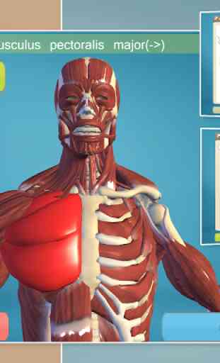 Easy Anatomy 3D(learn anatomy) 2