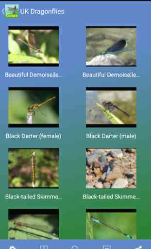 Pocket Guide UK Dragonflies 2