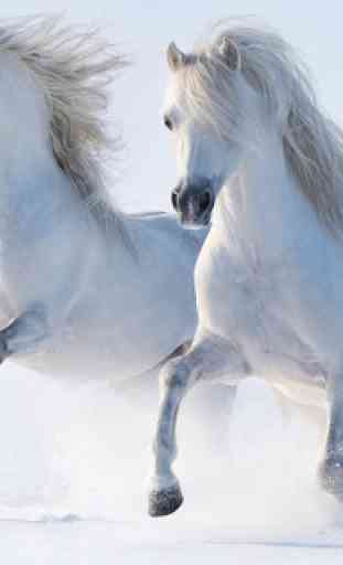 Horse Wallpapers 1