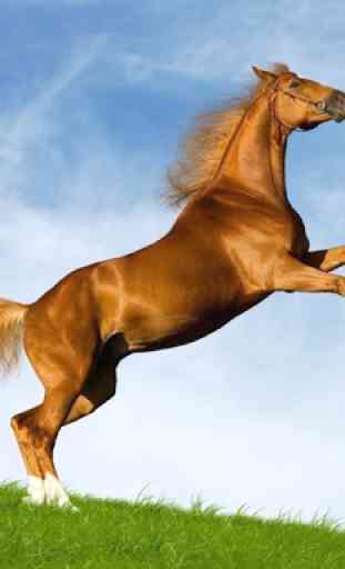 Horse Wallpapers 4