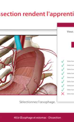 Anatomie & Physiologie 4