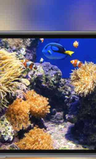 Aquarium - fond d’ écran poissons tropicaux 1