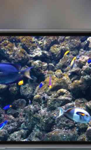 Aquarium - fond d’ écran poissons tropicaux 2