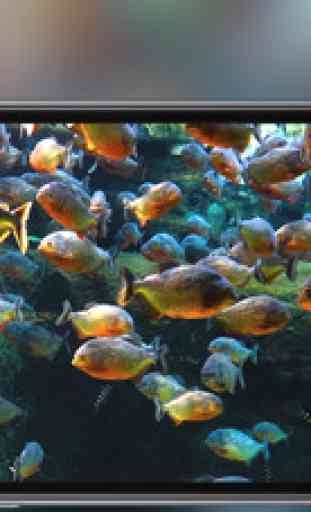 Aquarium - fond d’ écran poissons tropicaux 3