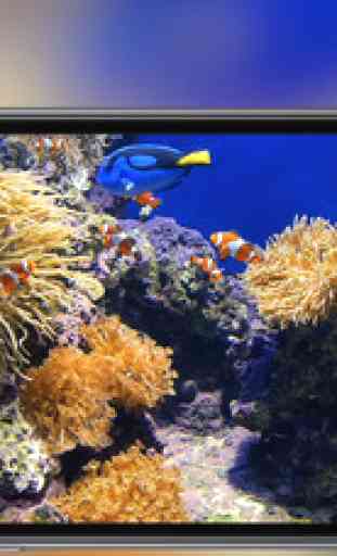 Aquarium - fond d’ écran poissons tropicaux 4