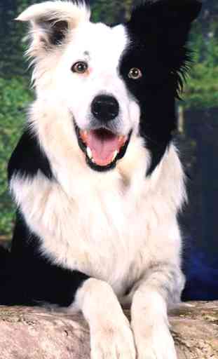 Border Collie Wallpapers 1