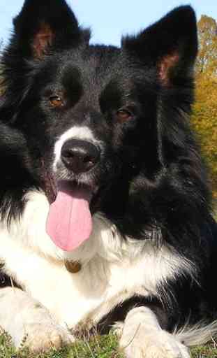 Border Collie Wallpapers 2