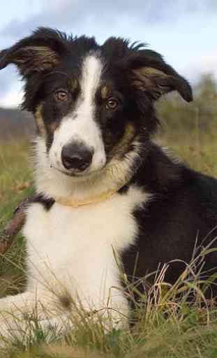 Border Collie Wallpapers 4
