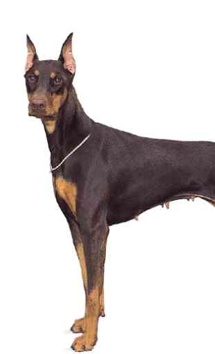 Doberman Pinscher Dog Wallpape 1