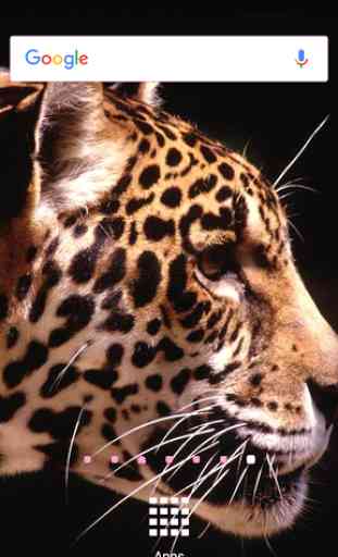 Fonds d'écran jaguar 3