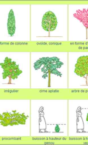 Identification des arbres 3