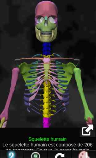 Ossements Humains 3D anatomie 1