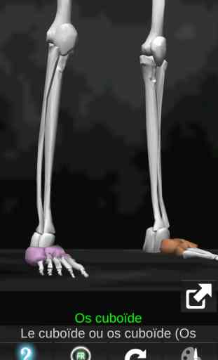 Ossements Humains 3D anatomie 4