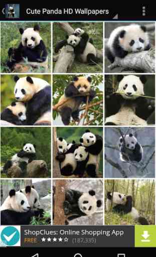 Cute Panda Wallpapers HD 3