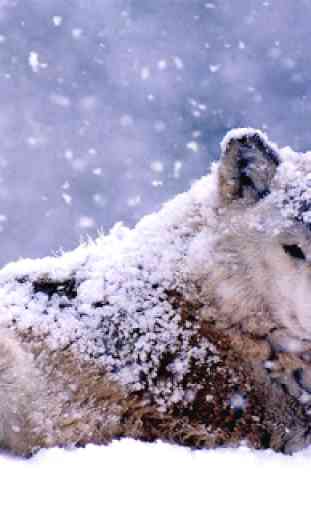 Wolf Wallpapers 4