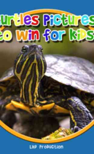 photos de tortues à gagner - jeu gratuit 1