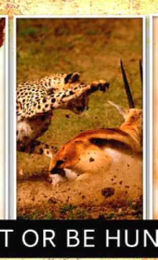 Cheetah Hunter 2016 - chasseur 4